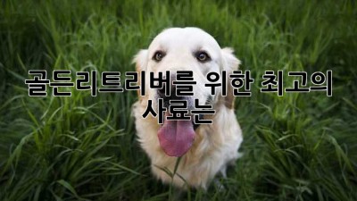 골든리트리버를 위한 최고의 사료는?